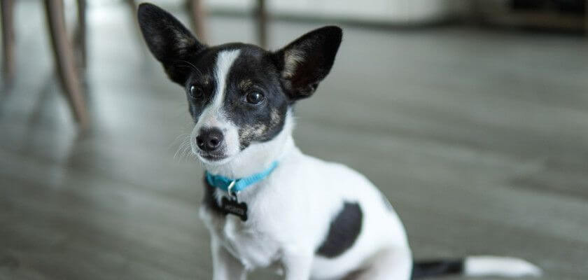 Rat Terrier Dog Breed. A Comprehensive Guide - PetsTime