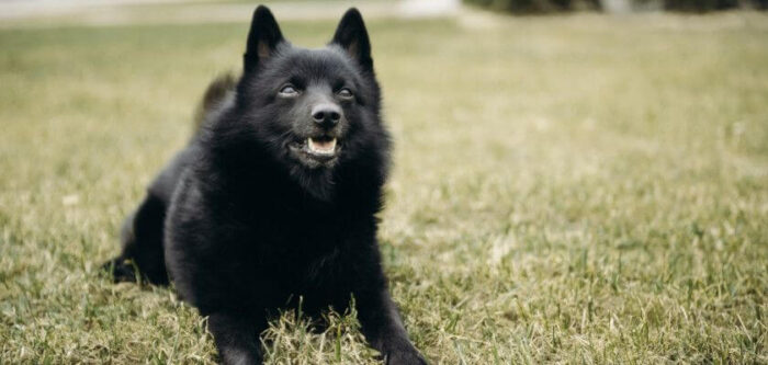 Schipperke Dog Breed Information – Overview & Care - PetsTime