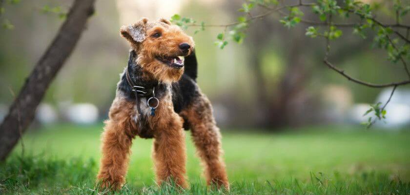 Welsh Terrier Dog Breed Is It The Right Dog For You PetsTime   Welsh Terrier 