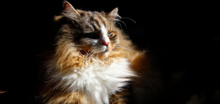 RagaMuffin Cat Breed Information – Overview & Tips - PetsTime