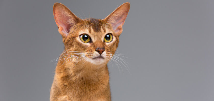 Abyssinian Cat Breed Profile & Interesting Facts - PetsTime