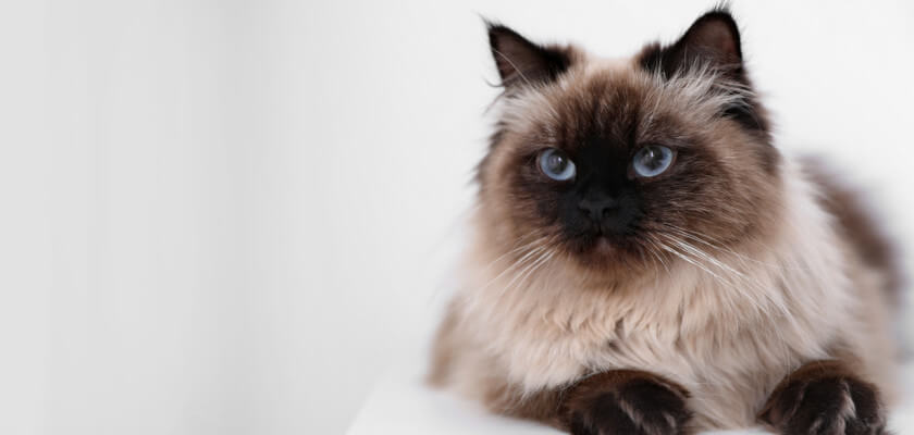 Balinese Cat Breed Information: All You Should Know - PetsTime