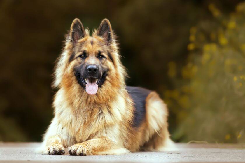 Big Dog Names | 75+ Names for Giant Breed Dogs - PetsTime