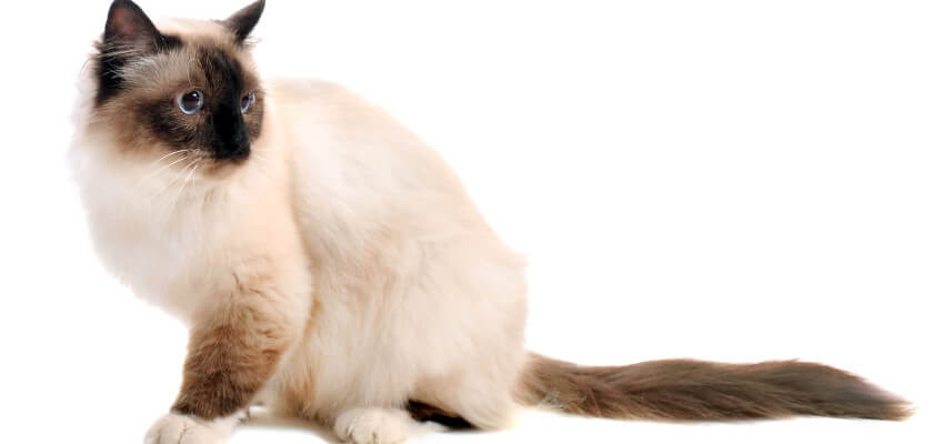 Birman Cat Breed Information & Personality - PetsTime