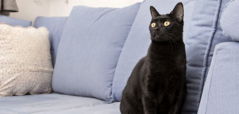 black cats breeds