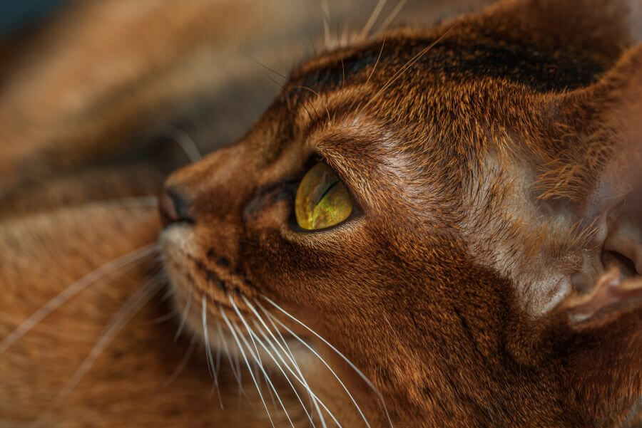 Brown Cat Breeds Unique Brown Cats PetsTime