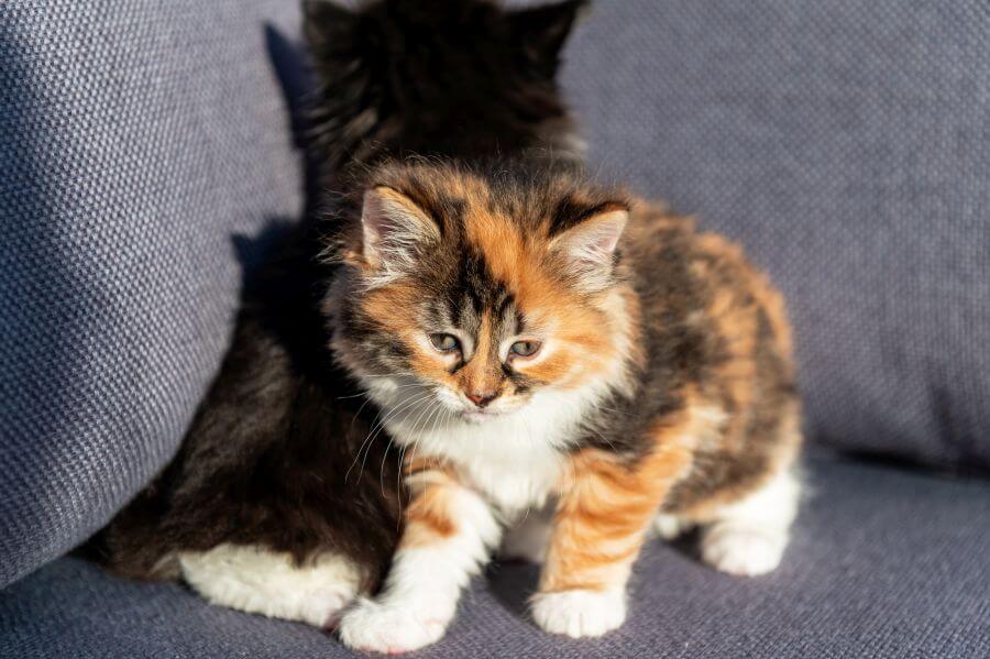 Calico Cat Breeds: Calico Cat Facts - PetsTime