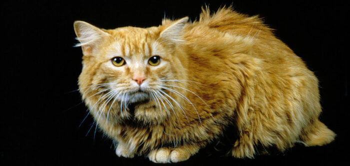 Cymric Cat Breed Information & Fun Facts - PetsTime