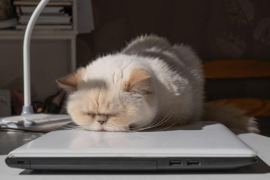 Exotic Cat Breeds Small Exotic Cats PetsTime