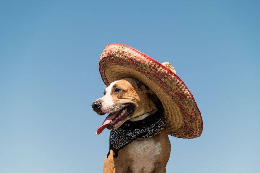 Food Dog Names 60+ Food Inspired Dog Name Ideas