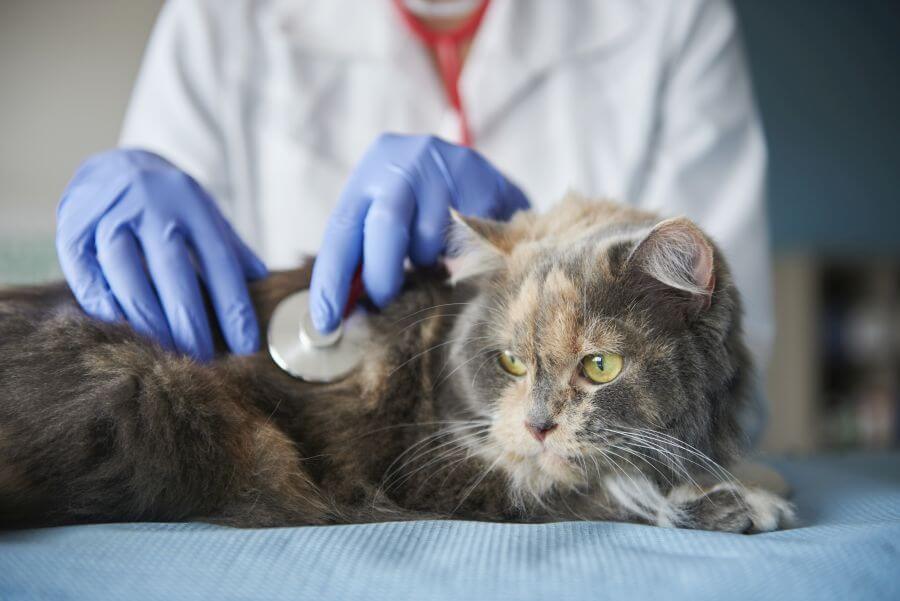 How Much Does It Cost to Put a Cat Down? Euthanasia PetsTime