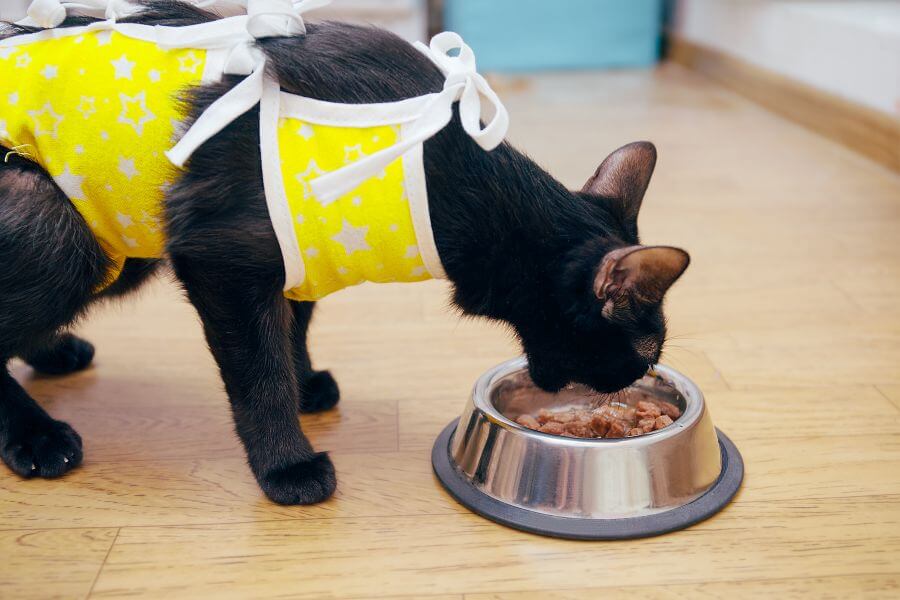 How Much Does It Cost to Spay a Cat? PetsTime