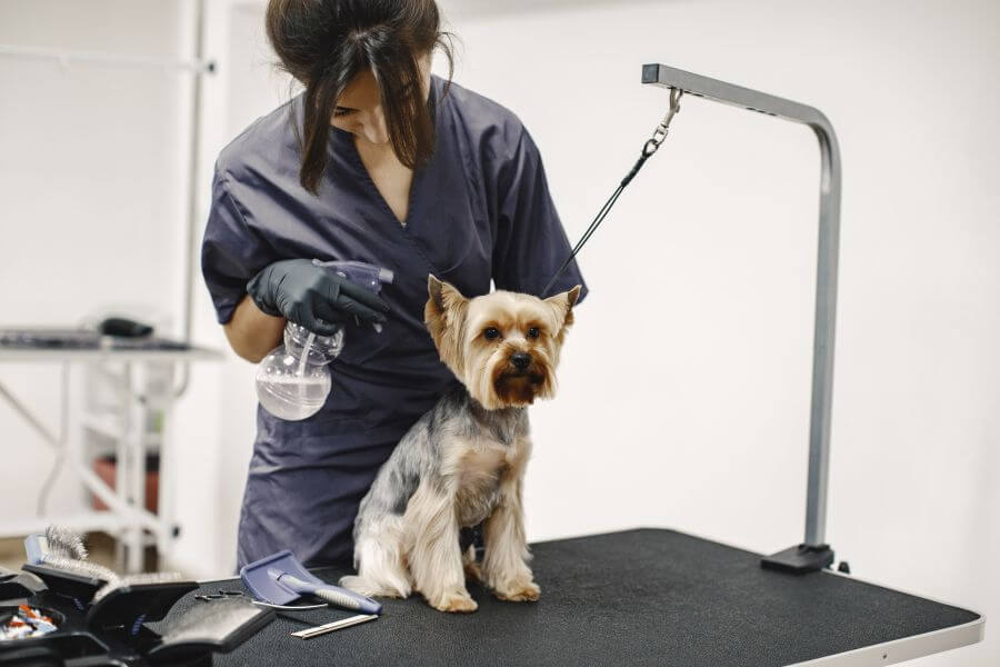 How Much Does It Cost To Spay A Dog PetsTime