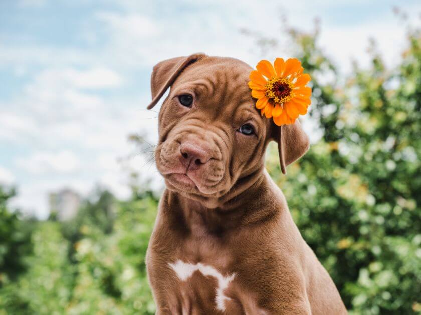 Nature Dog Names for Outdoor Enthusiasts PetsTime