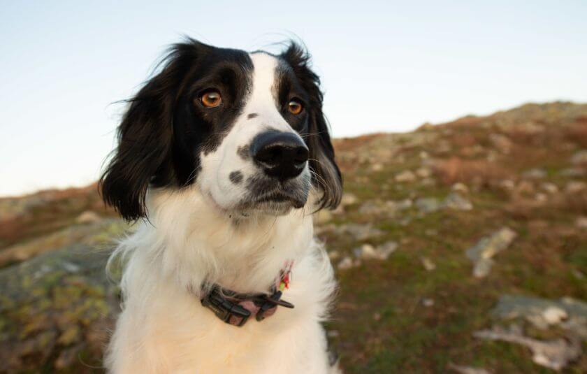 Scottish Gaelic Dog Names Female