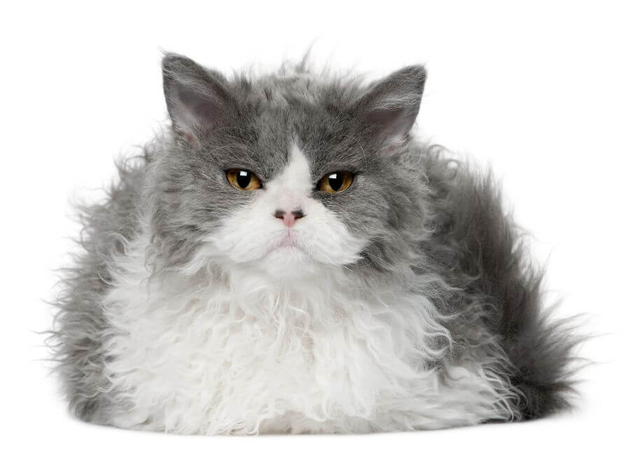 Selkirk Rex Cat Breed Information - PetsTime