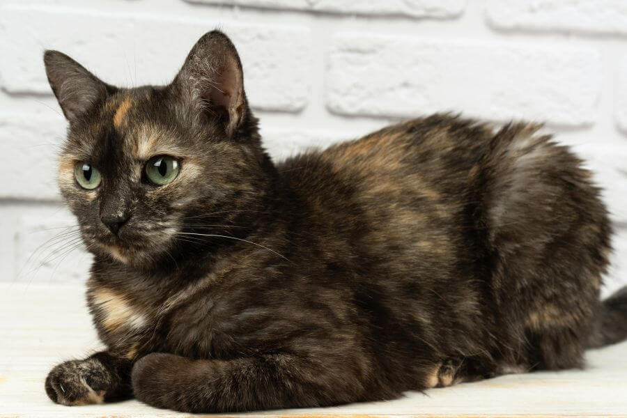 What S A Good Name For A Tortoiseshell Cat