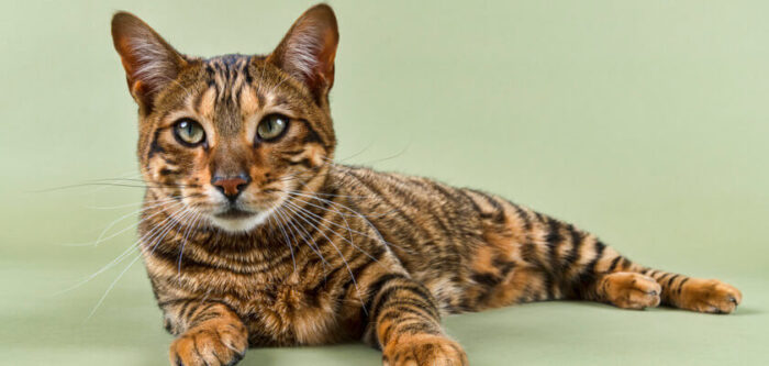 Toyger Cat Breed: Is This Exotic Gem Right for You? - PetsTime