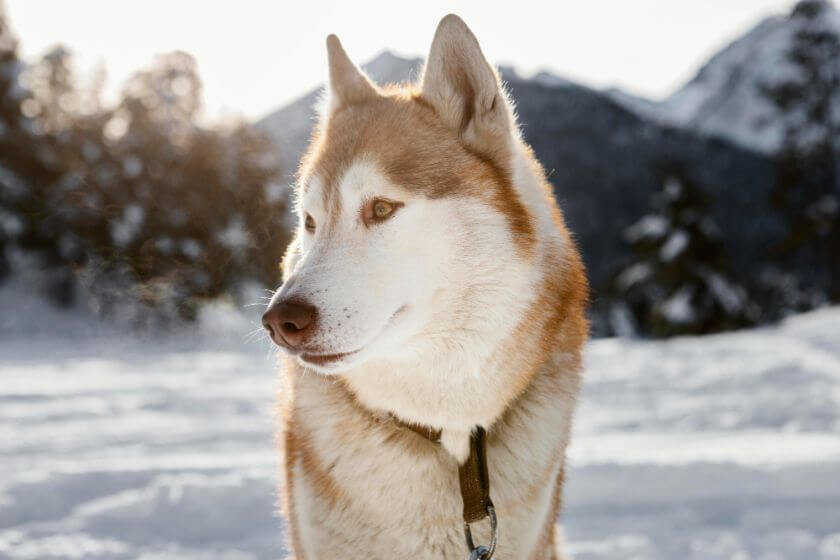 Viking Dog Names Inspired by Norse Warriors PetsTime