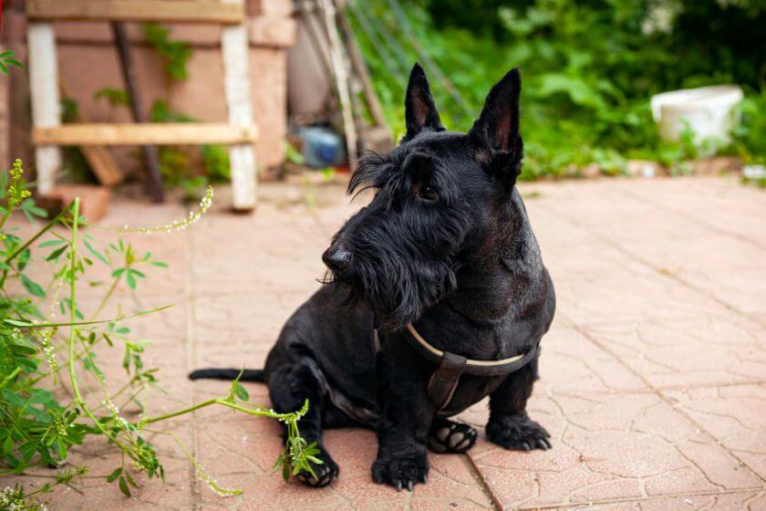 western-dog-names-41-cowboy-names-for-dogs-petstime