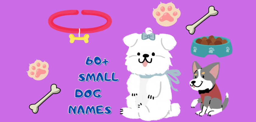 small dog names