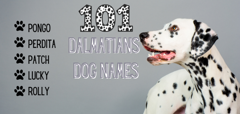 101 dalmatians dog names