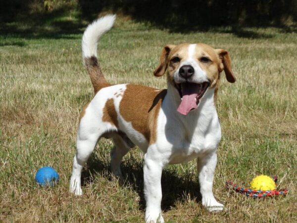 Jackweiler Breed: Mix of Jack Russell and Rottweiler - PetsTime