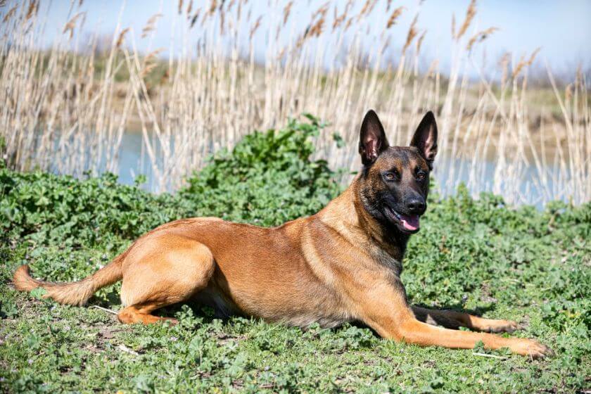 Belgian Malinois Dog Breed Information PetsTime