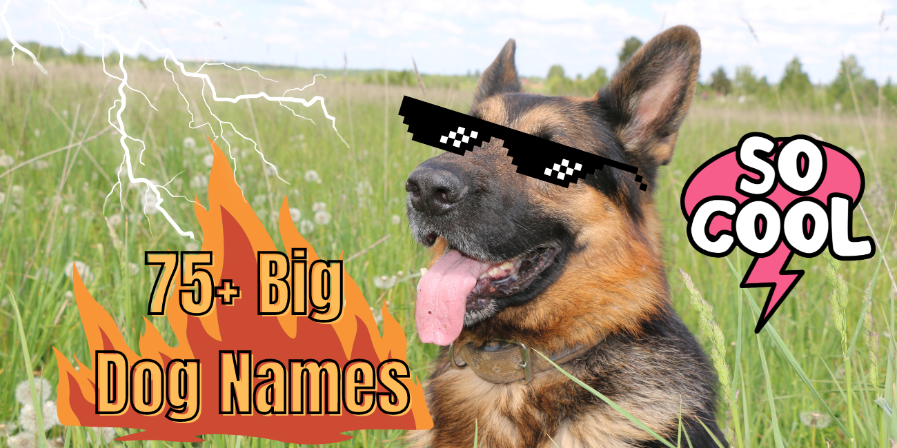 Big Dog Names 75+ Names for Giant Breed Dogs PetsTime