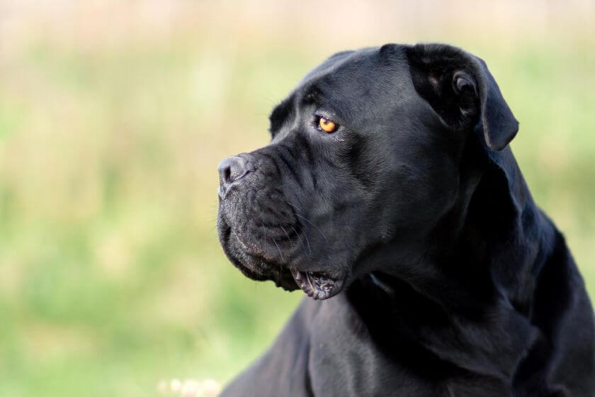 Cane Corso Dog Breed Information – Traits & Care - PetsTime