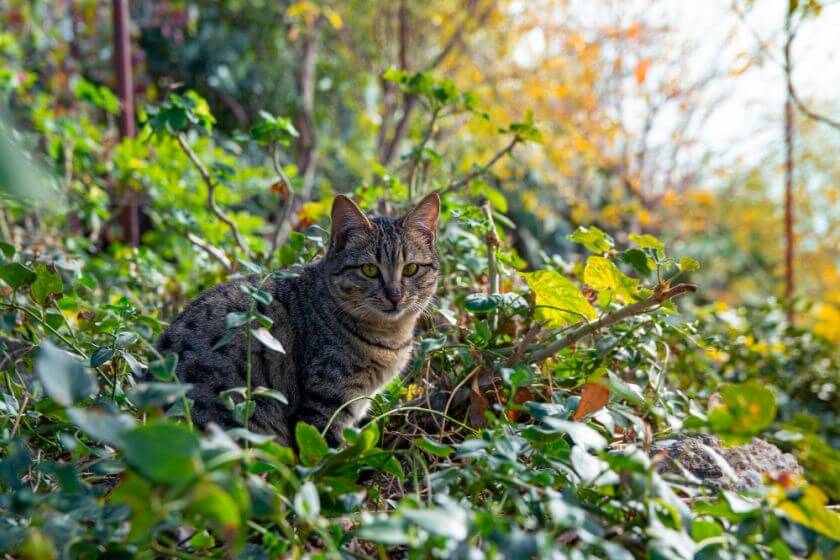 Feral Cat The Differences With A Stray PetsTime