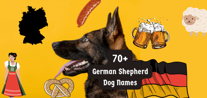 german shepherd dog names