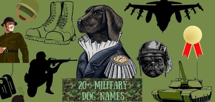 military dog names