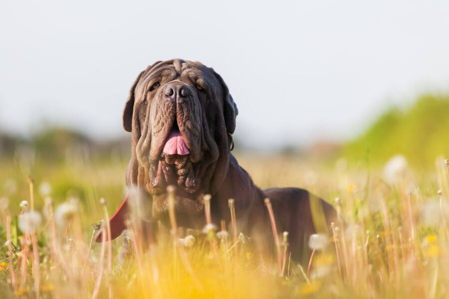 Neapolitan Mastiff Dog Breed Sturdy And Lovely Petstime