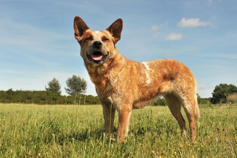 Red Heeler (Australian Cattle Dog): A Herding Breed - PetsTime