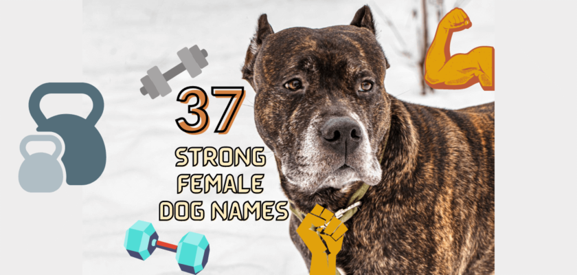 strong female dog names
