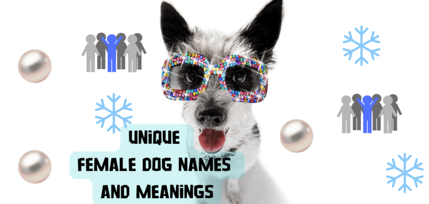 unique female dog names and meanings