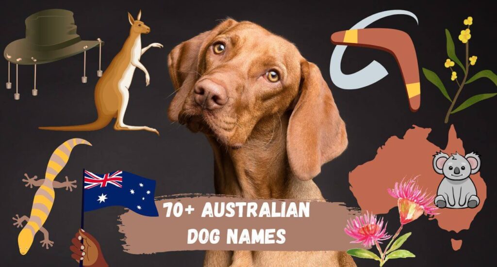 Australian Dog Names List of Inspirations? PetsTime