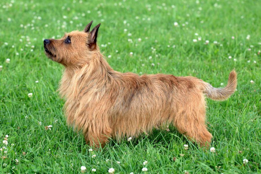 are skye terrier puppies lazy