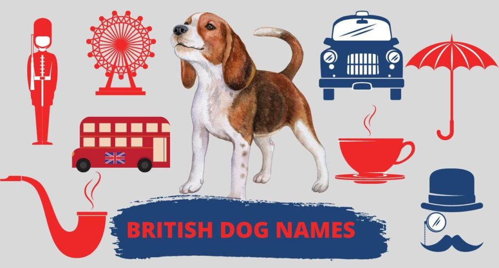 British Dog Names For Your Puppy Creative Ideas PetsTime   British Dog Names 1024x551 