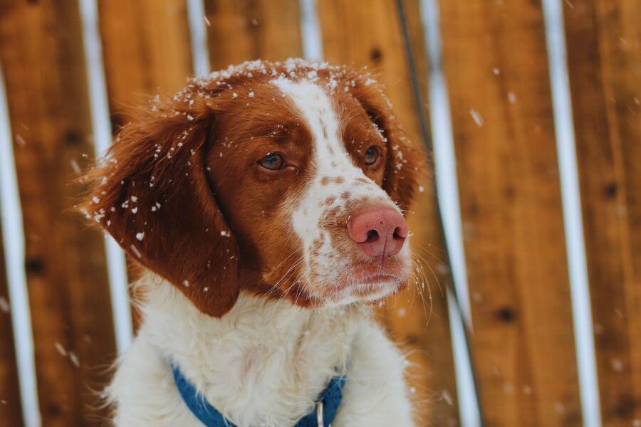 Brittany Spaniel Dog Breed Information - PetsTime