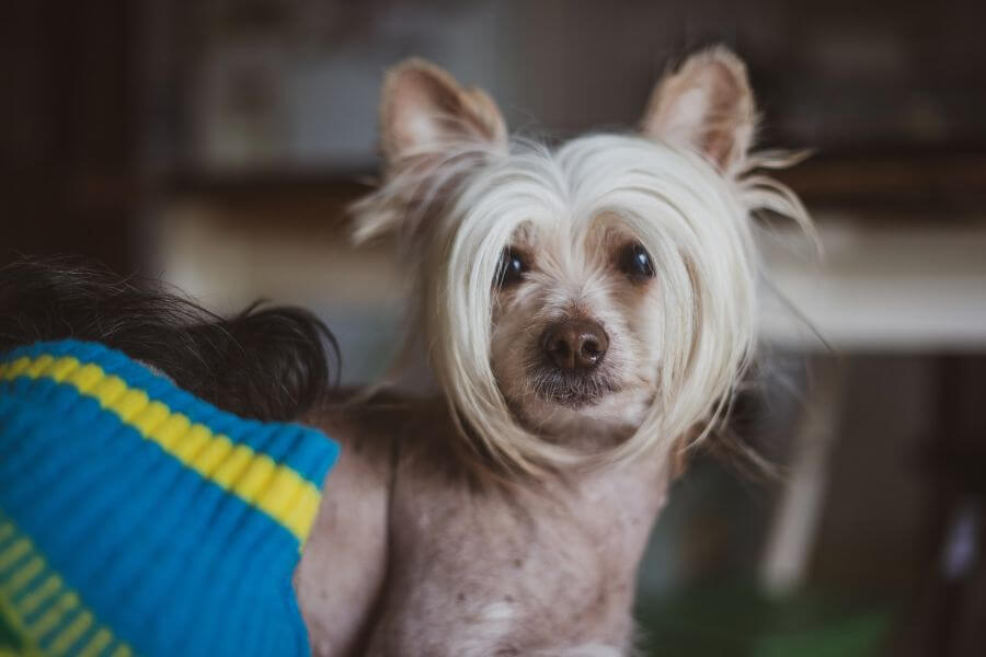 can chinese crested dogs exercise