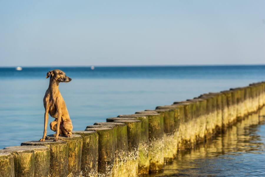 Greyhound Dog Breed Information PetsTime