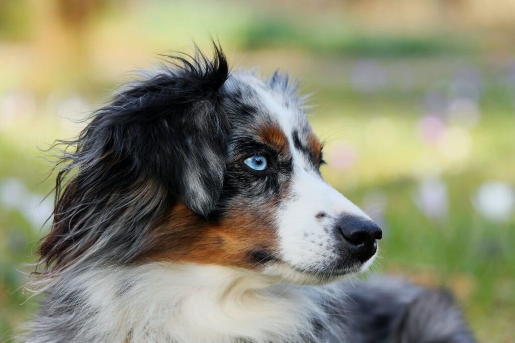 Herding Dogs – Breed Characteristics - PetsTime