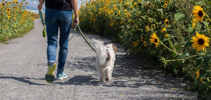 how to leash train a dog