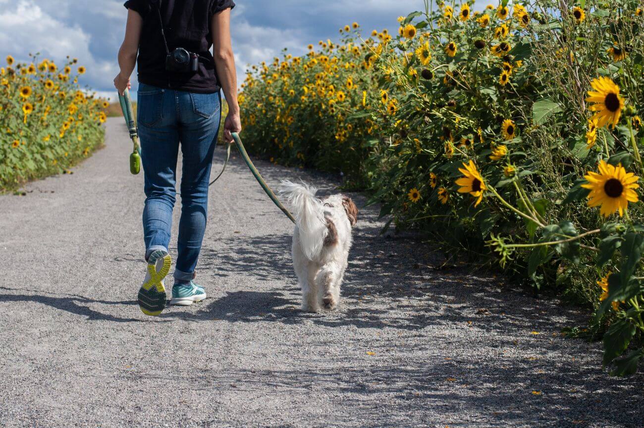 how-to-leash-train-a-dog-puppy-training-petstime