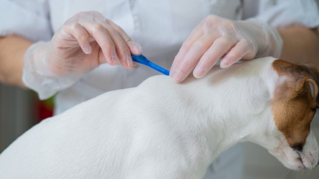 how-to-remove-a-tick-from-a-dog-when-to-call-a-vet