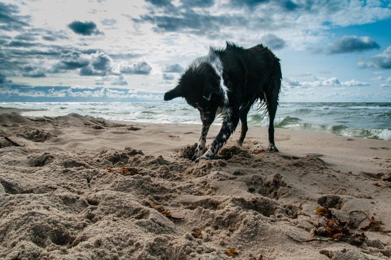 How to Stop a Dog From Digging? Dog Digging PetsTime