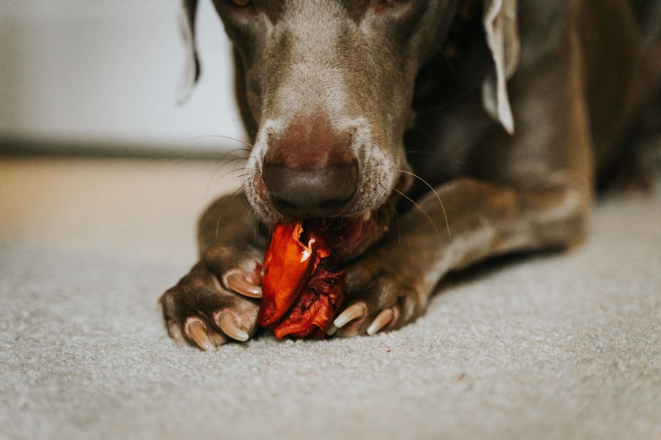 How to Trim Dog Nails? Stress-Free Dog Nail Trimming