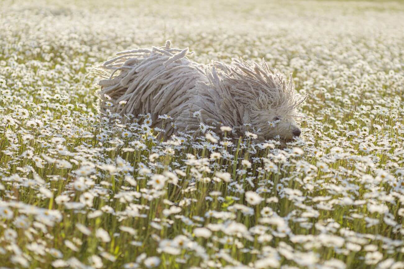 are komondor the most intelligent dogs